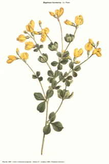 Ilustración botánica de Baptisia tinctoria