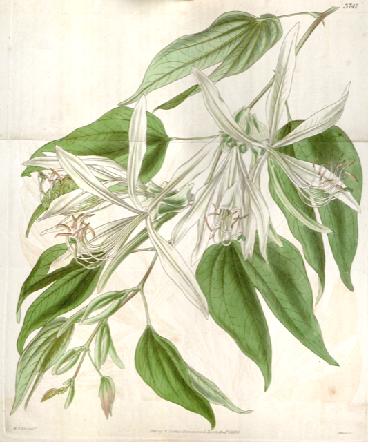 Ilustración botánica de Bauhinia forficata