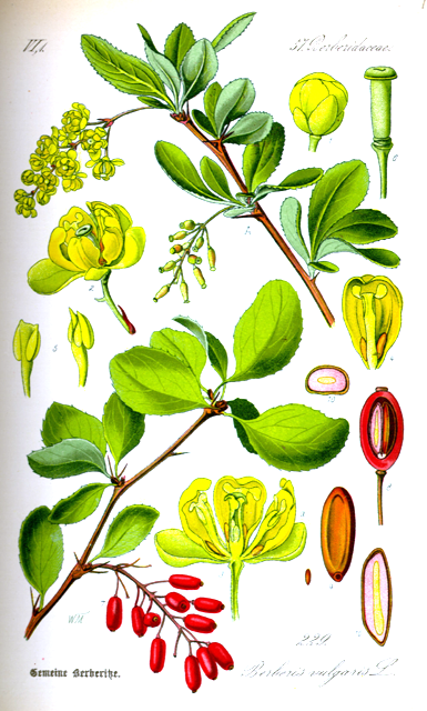 Ilustración botánica de Berberis vulgaris (source)