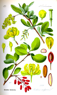 Berberina