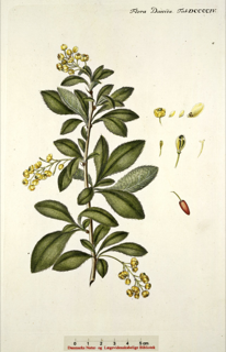 Berberis