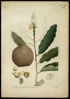 Ilustración de Castaña de Brasil