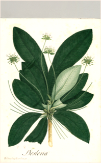 Besleria aggregata