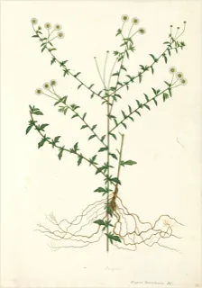 Ilustración botánica de Romerillo