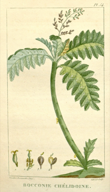 Ilustración botánica de Bocconia frutescens