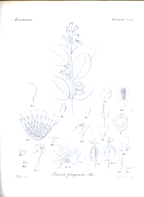 Ilustración botánica de Peumus boldus