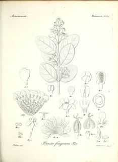 Ilustración botánica de Boldo