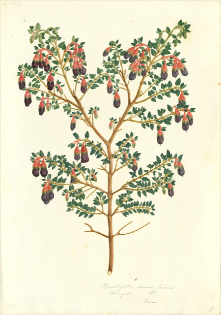 Ilustración botánica de Brachyotum ledifolium