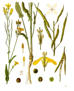 Brassica