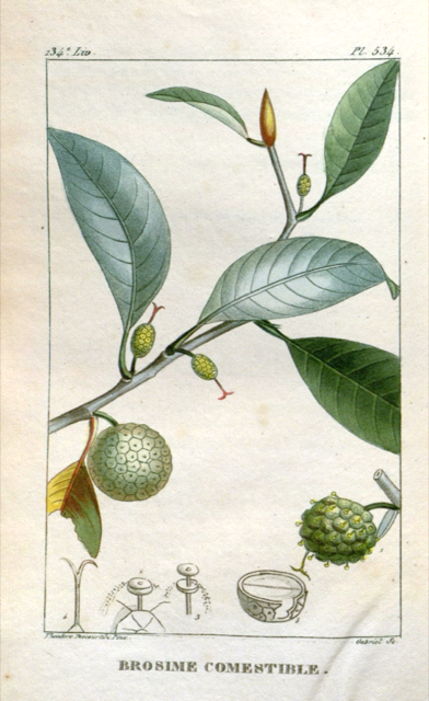 Ilustración botánica de Brosimum alicastrum