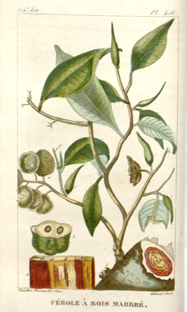 Ilustración botánica de Brosimum rubescens