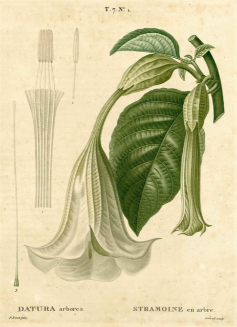 Ilustración botánica de Brugmansia arborea