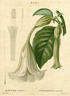Toé