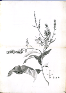 Ilustración botánica de Buddleja incana