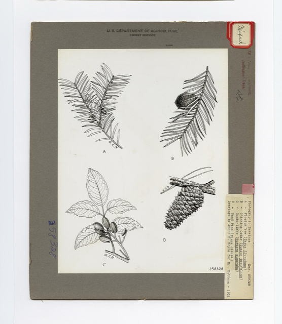 Ilustración botánica de Bursera simaruba