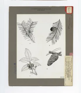 Ilustración botánica de Palo mulato