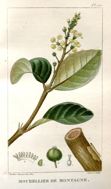 Ilustración botánica de Byrsonima crassifolia