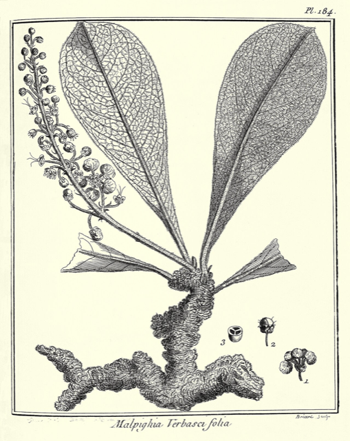 Ilustración botánica de Byrsonima verbascifolia