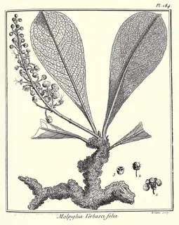 Ilustración botánica de Murici