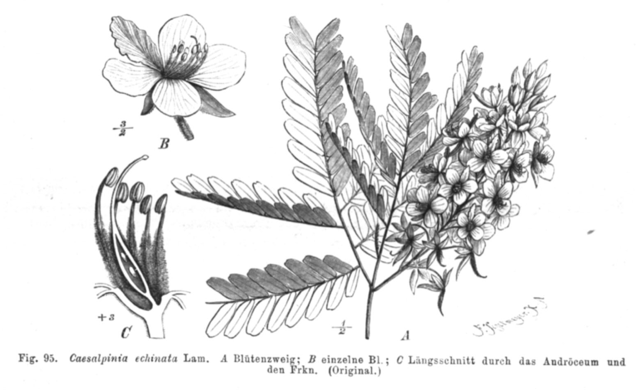 Ilustración botánica de Caesalpinia echinata