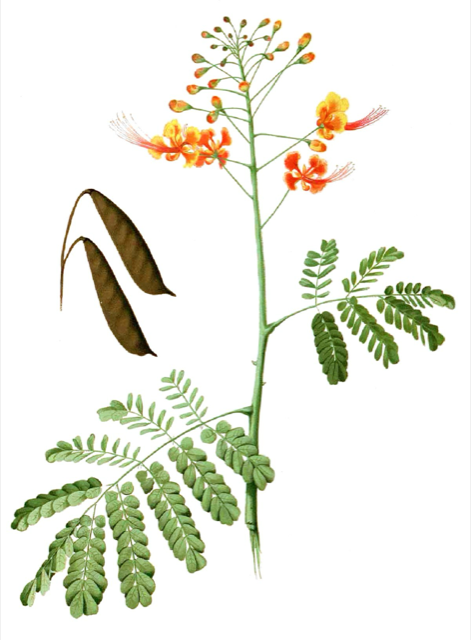 Ilustración botánica de Caesalpinia pulcherrima