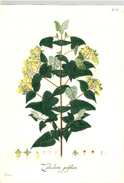 Ilustración botánica de Calceolaria cuneiformis