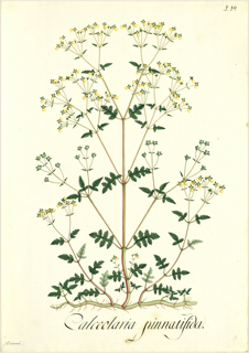 Ilustración botánica de Calceolaria deflexa