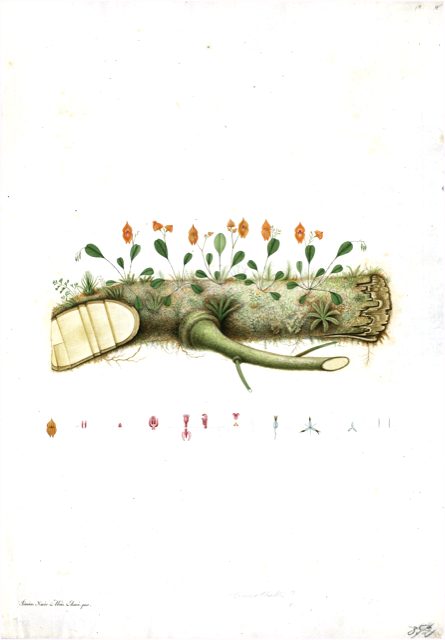 Ilustración botánica de Calceolaria hispida
