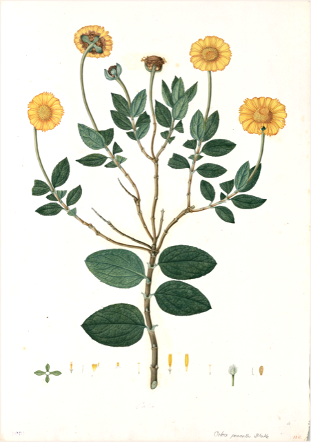 Ilustración botánica de Calceolaria inflexa