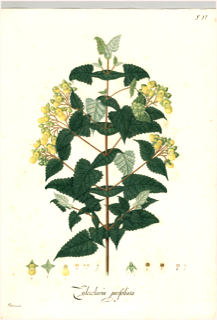 Ilustración botánica de Calceolaria integrifolia