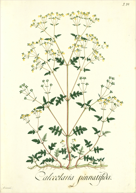 Ilustración botánica de Calceolaria lobata