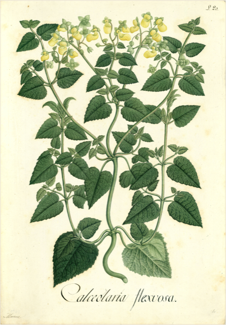 Ilustración botánica de Calceolaria parviflora