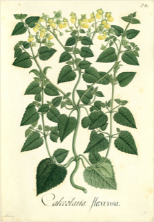 Ilustración botánica de Calceolaria parviflora