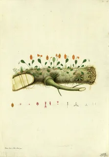 Ilustración botánica de Calceolaria pinnata