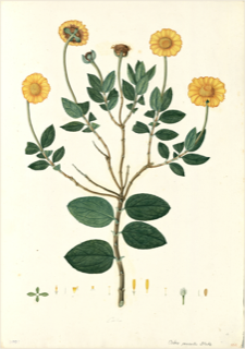 Ilustración botánica de Calceolaria rugosa
