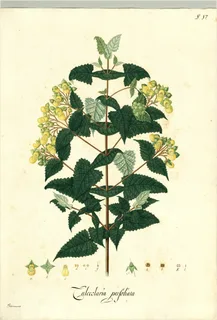 Ilustración botánica de Calceolaria scabiosaefolia