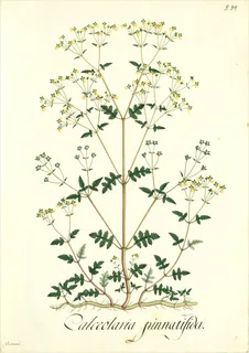 Ilustración botánica de Calceolaria tenella