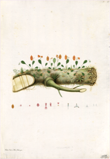 Ilustración botánica de Calceolaria tripartita