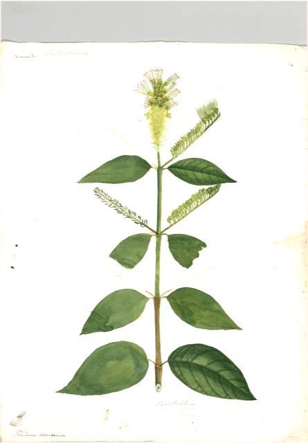 Ilustración botánica de Calliandra angustifolia