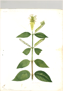 Ilustración botánica de Calliandra angustifolia