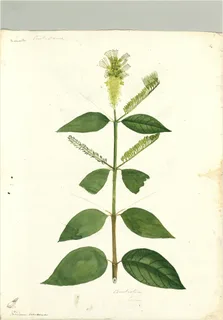 Ilustración botánica de Calliandra angustifolia