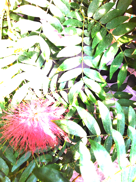 Ilustración botánica de Calliandra anomala