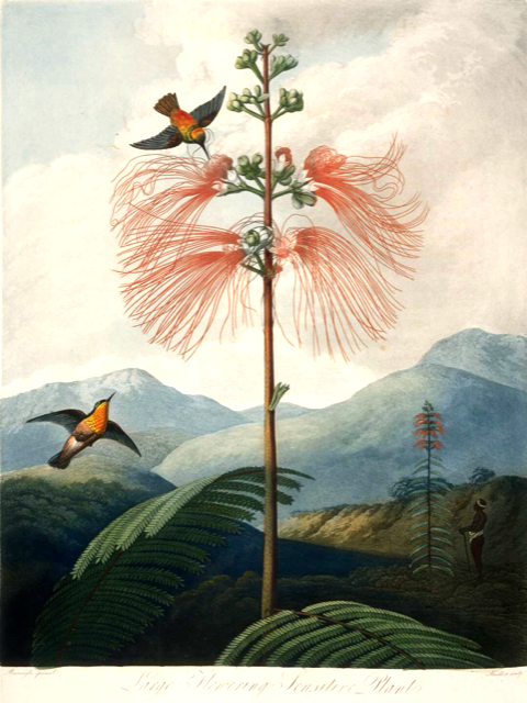 Ilustración botánica de Calliandra houstoniana