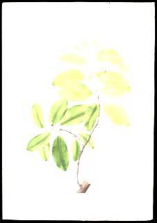 Ilustración de Guanandi