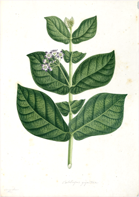 Ilustración botánica de Calotropis procera