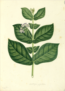 Algodón de seda