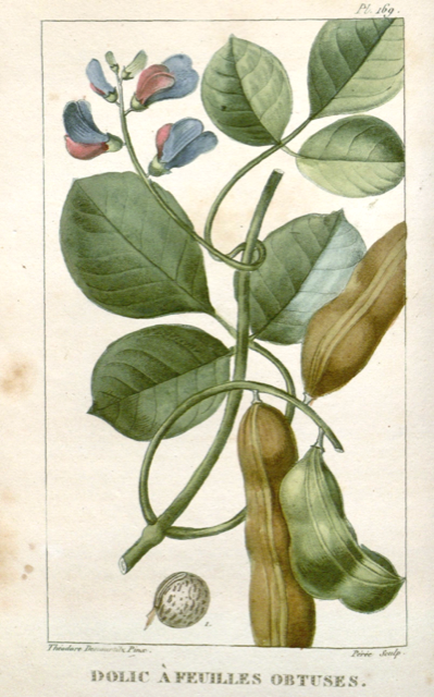 Ilustración botánica de Canavalia rosea