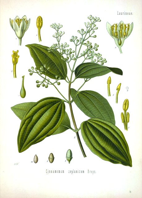 Ilustración botánica de Cinnamomum verum