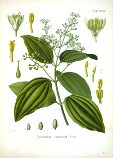 Canela de Ceilán