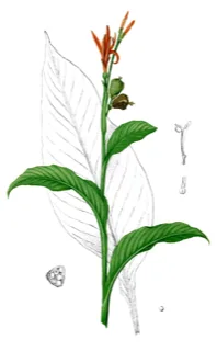 Ilustración botánica de Achira